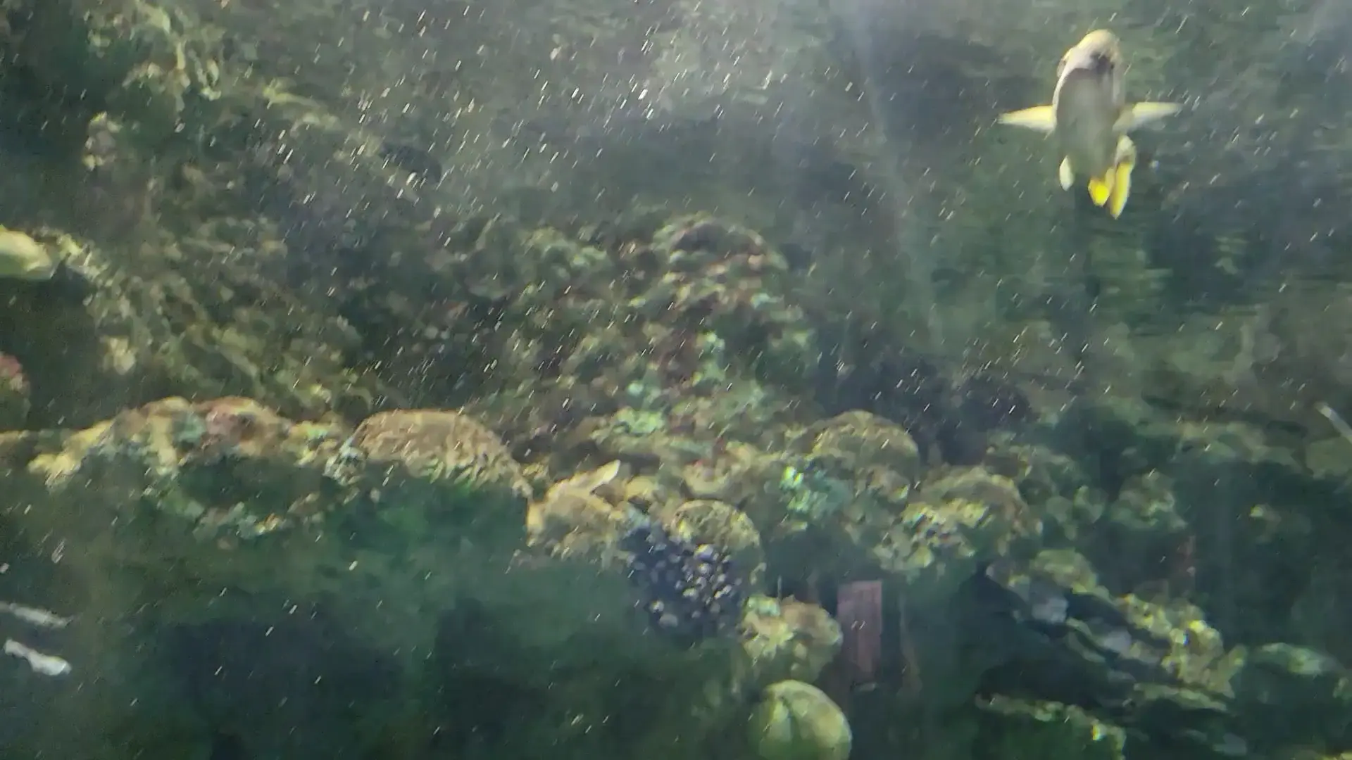 Discovery World_s Reiman Aquarium 2